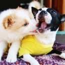 제일가축약품 이미지