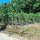 연곡리 농장 이미지