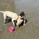 씨유 강화해안남로점 | 인천 섬 여행 아이와 갯벌체험 '강화 볼음도' 금복펜션 촌캉스 후기