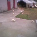 아롱이네 농장 이미지