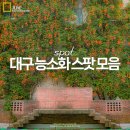 대구 능소화 스팟 모음 6월 가볼만한곳 남평문씨본리세거지 김광석거리 고모역 등