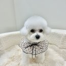 우아댕댕 이미지