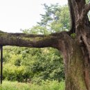 영천 약남리 회화나무 이미지