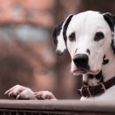 대구가축병원 이미지