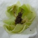 아이리더반송점 | ⭐️[식충식물 직구!] 인생 첫 직구 후기! 🪴 {주문 부터 배송, 검역 까지!}⭐️