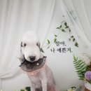 애뚜애뚜 이미지