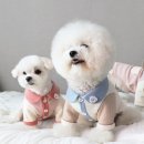 도그월드 이미지