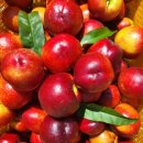 신비농장 이미지