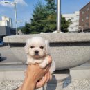 행복하개 남양주점 네이버블로그