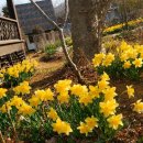 뜨락의아침 이미지