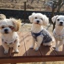 달려라 해피 이미지