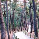 솔숲하우스 이미지