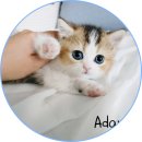 아담스펫 강아지분양 고양이분양 일산점 이미지