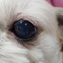 벤지동물병원 이미지