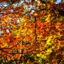 가을이 내려앉은 원시림을 품은 폭포-인제 방태산자연휴양림 이미지