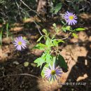 경상남도 창녕군 관룡산(754m), 구룡산(741m), 정기산행. 이미지