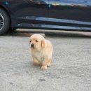 다양하개 이미지