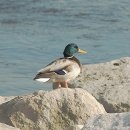 청둥오리 이미지