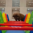 광주애견유치원호텔미용 마마스미독펜트하우스 본점 | 광주애견호텔 찾다가 선택한 마마스미독펜트하우스 본점 후기