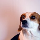 로얄동물메디컬센터 강동 이미지