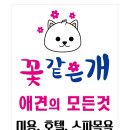 꽃같은 개 네이버블로그