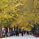 은행나무길 이미지