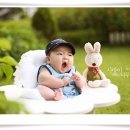 레몬트리 이미지