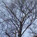 임천 가림성 느티나무 이미지