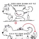 디스동물병원 이미지