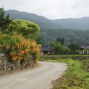 돼야지 이미지