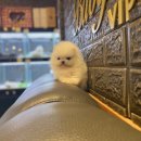 베이비몽 이미지