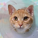 라온동물병원 이미지