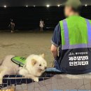 댕댕이루 이미지