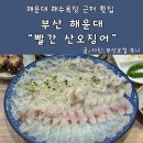 부산산오징어 | 부산 해운대횟집 빨간 산오징어 80,000원 중자 후기