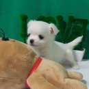 더폼나고 더폼나개 이미지