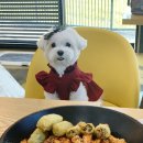 댕댕라운지 이미지