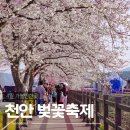 용암3길 | 2026 천안 위례 벚꽃축제 행사일정 주차 먹거리까지 직접 다녀온 후기