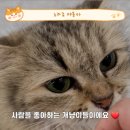 노라조 야옹아 이미지