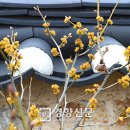 점순이 경향신문