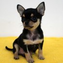 참 조은 훈이네 강아지 이미지