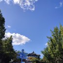 제이에스파트너스 | 블루엔젤? 위치타블루? (어린이대공원 은청색 침엽이 정체는 뭘까요?)