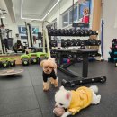 백짐 (100GYM) | 재밌고 쉽게 건강을 찾는 지름길 화곡pt 백짐PT 100GYM
