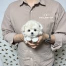 푸숑푸숑 이미지