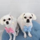 솜이 펫살롱 이미지