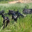 약산흑염소삼문산농장 이미지