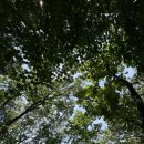 부여(사비)-23 | 충남 부여 가볼만한곳 추천 낙화암 궁남지 유람선 가격 부여서동연꽃축제