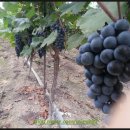 영천농업협동조합남부지점 이미지