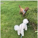 아지묭실 이미지