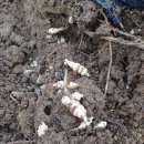 바우농장2 이미지