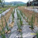 송우농장 이미지